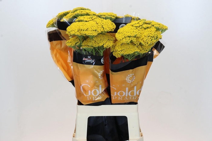 Achillea Golden Painted Prairi
