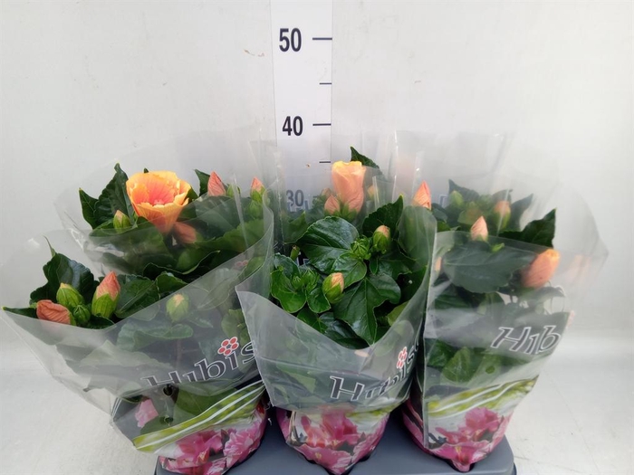 <h4>Hibiscus rosa-sin.   ...</h4>