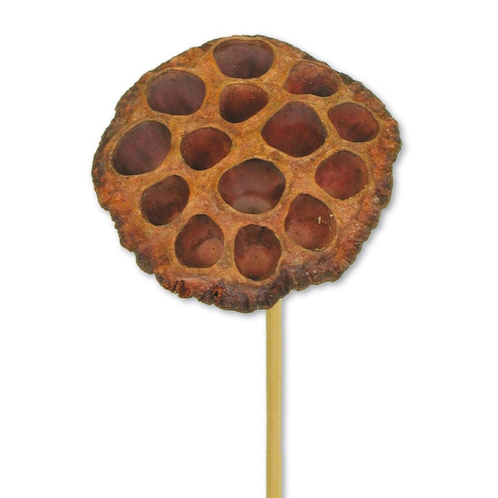 <h4>Lotus Medium O/s Natural</h4>