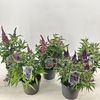 Buddleja Butterfly Candy Gemengd