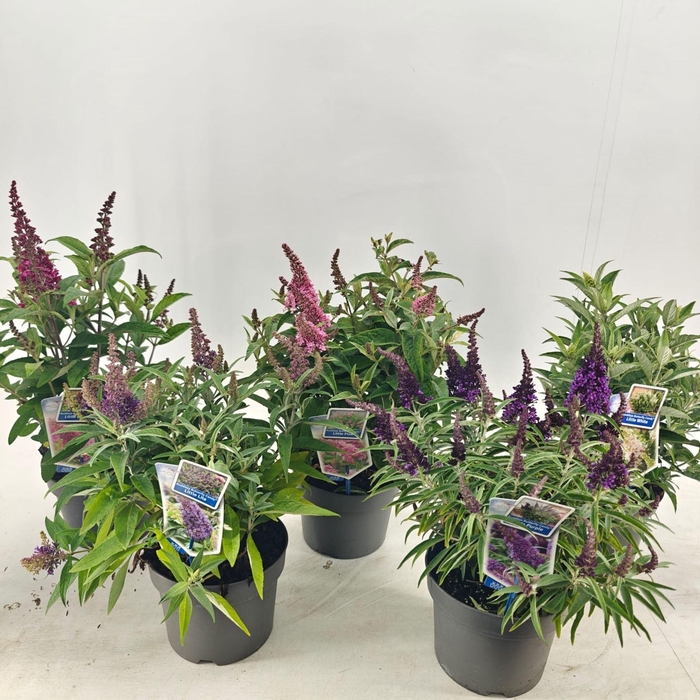 Buddleja Butterfly Candy Gemengd