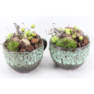 arr4 Hyacint MB - Luxe mok x6