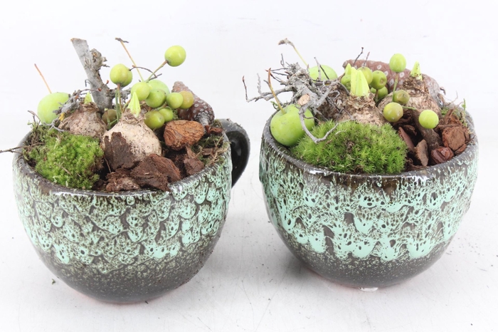 <h4>arr4 Hyacint MB - Luxe mok x6</h4>