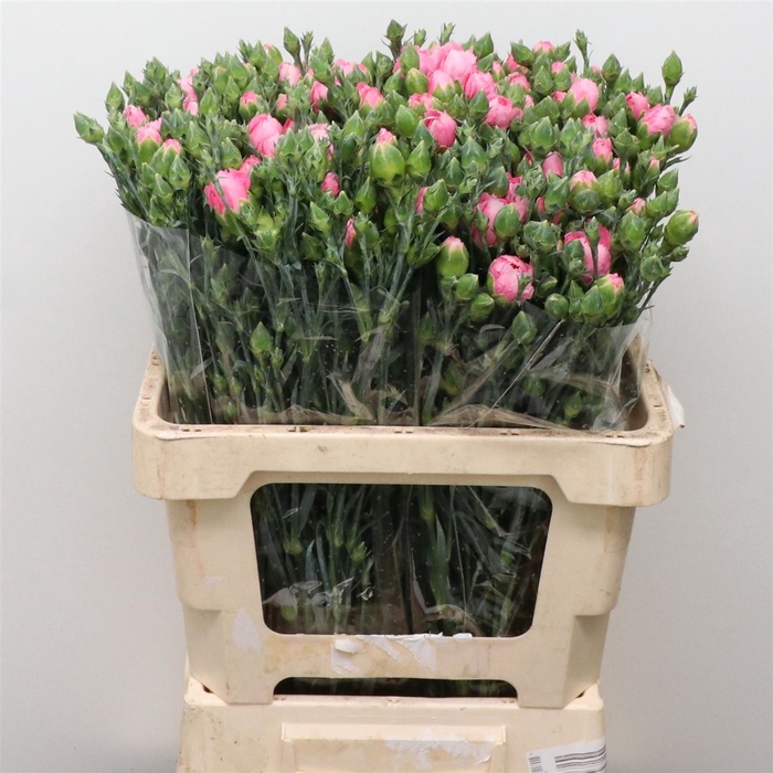 <h4>Di Tr Border Pink</h4>