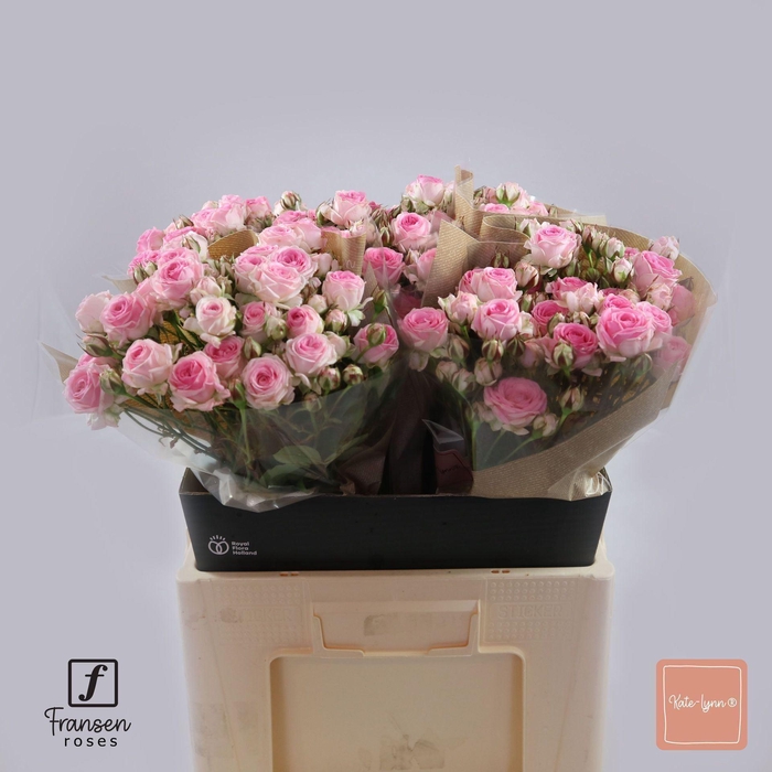 <h4>Rosa TR 'Kate-lynn' FRANSEN</h4>