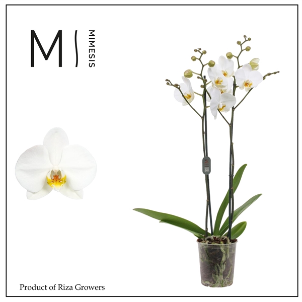 <h4>Mimesis Phal. London - 2 spike 12cm</h4>