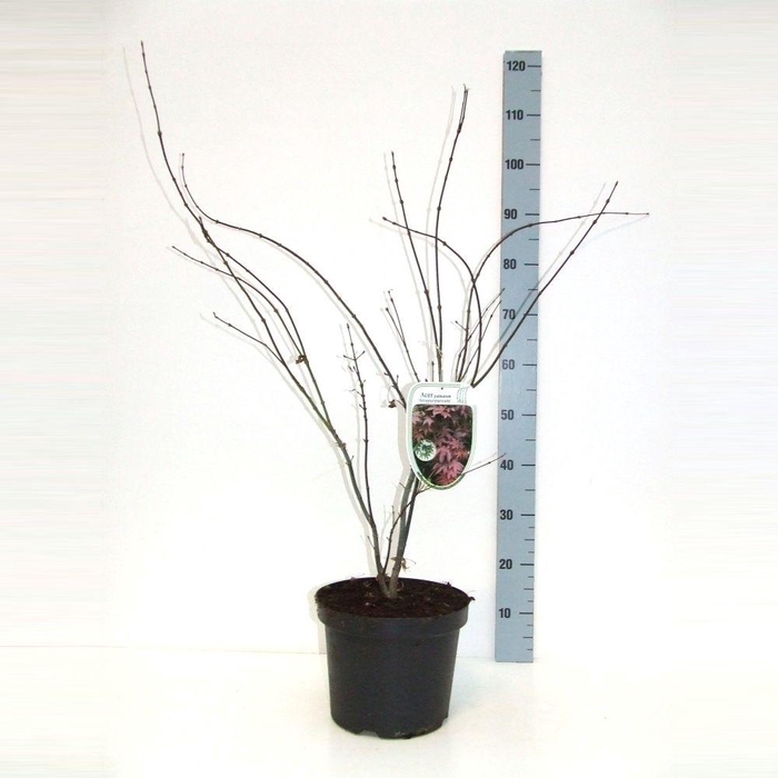 <h4>Acer palmatum 'Atropurpureum' P26 Full CC</h4>