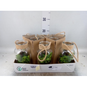 Arr. Kamerplant Groen L%