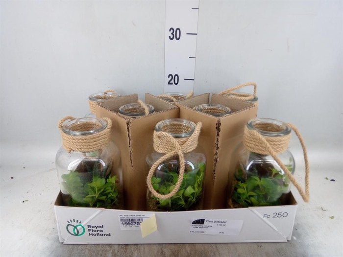 <h4>Arr. Kamerplant Groen L%</h4>