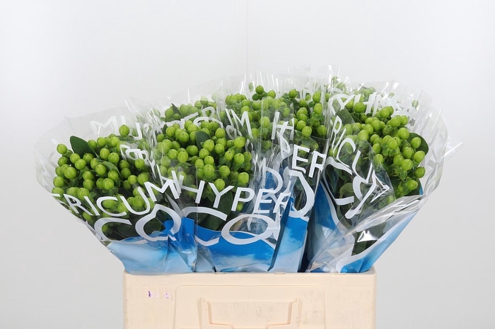 <h4>Hyp Coco Bamboo</h4>