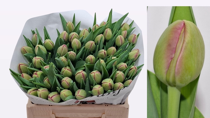 <h4>TU DU BELGRAVIA</h4>