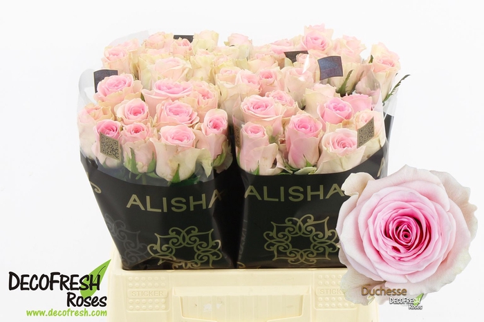 <h4>R Gr Duchesse Alisha</h4>