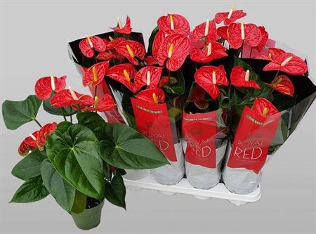 <h4>Anthurium Andreanum Grp Madural</h4>