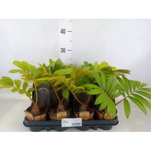 Zamia