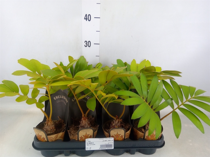 <h4>Zamia</h4>