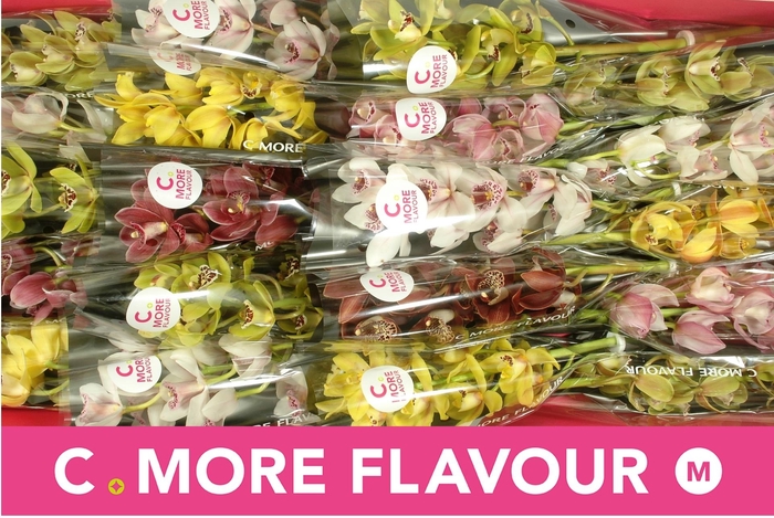 <h4>CYMB MI GEM</h4>