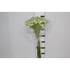 ORNITHOGALUM SAUNDERSIAE 070 CM