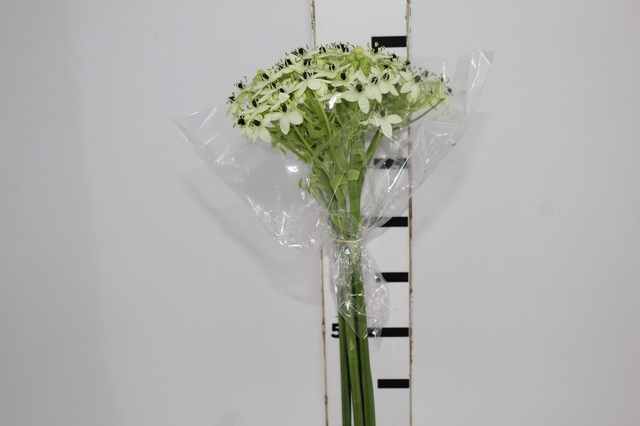 ORNITHOGALUM SAUNDERSIAE 070 CM