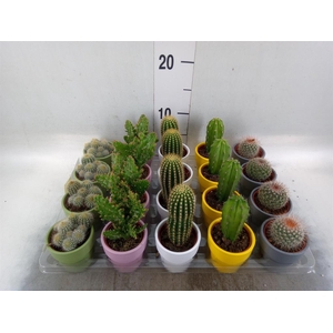 Cactus ...mix 5
