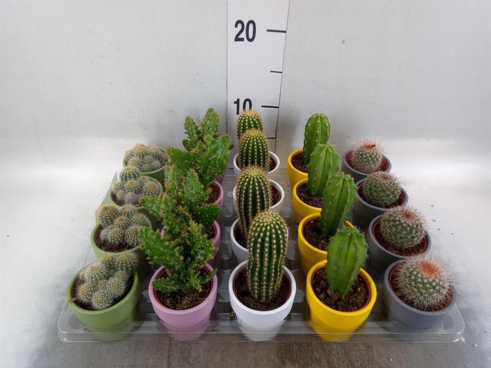 <h4>Cactus   ...mix  5</h4>