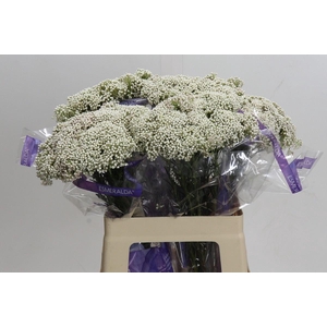 Ozothamnus  'Cooks Snow White'