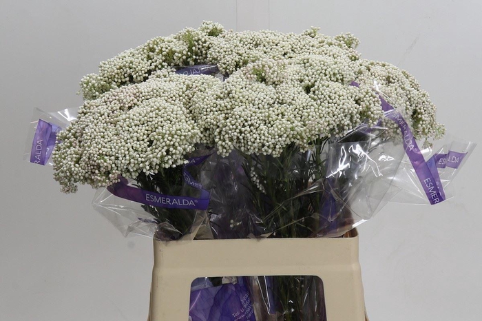 <h4>Ozothamnus  'Cooks Snow White'</h4>