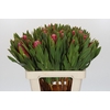 Protea Brenda