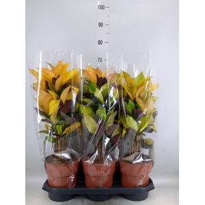 Codiaeum var. KL 'Mrs Iceton'