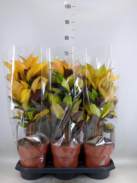 <h4>Codiaeum var. KL 'Mrs Iceton'</h4>