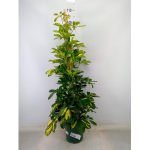 Schefflera arbor. 'Dalton'