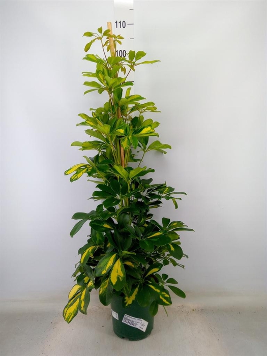 <h4>Schefflera arbor. 'Dalton'</h4>