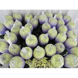 Chr G Antonov Purple Fresh