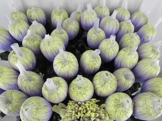 <h4>Chr G Antonov Purple Fresh</h4>