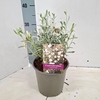 Convolvulus cneorum