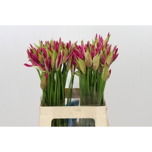 Nerine Favoriet