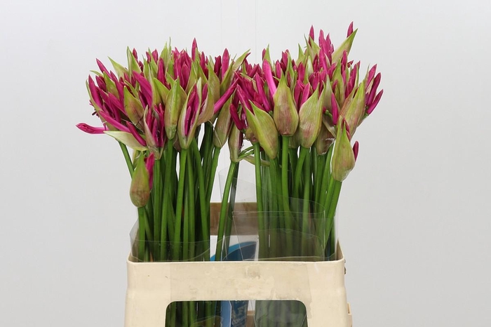 <h4>Nerine Favoriet</h4>
