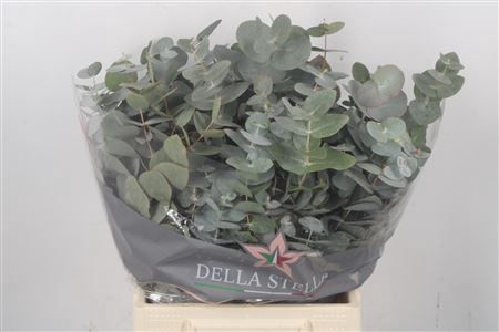 <h4>Euca Cinerea Per Bunch Extra</h4>
