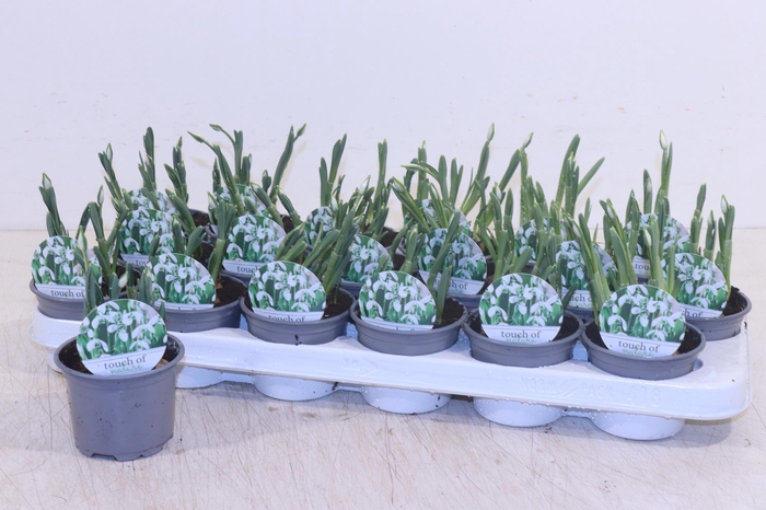 <h4>GALANTHUS HIPPOLYTA</h4>