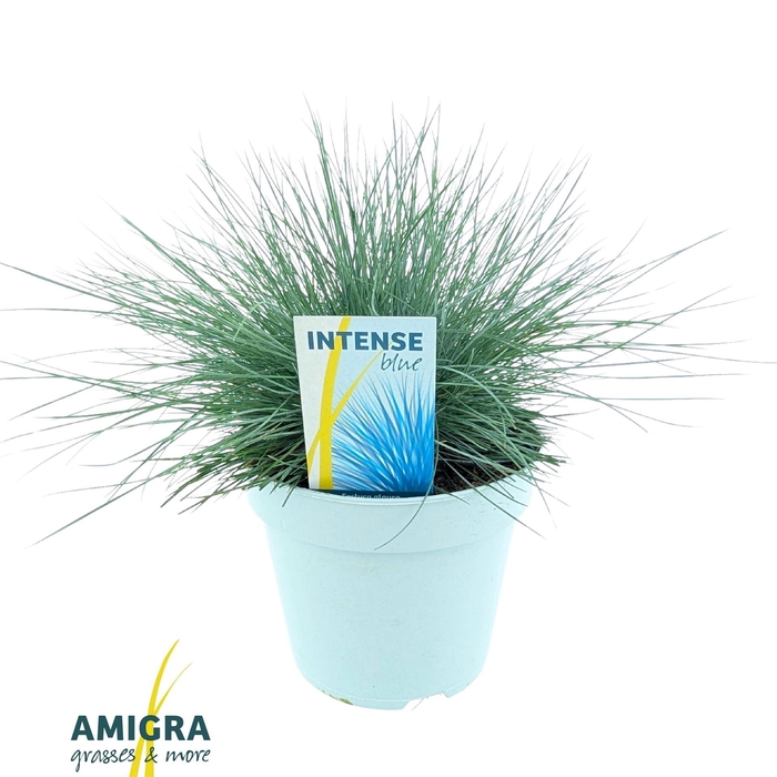 <h4>Festuca glauca 'Intens Blue'</h4>