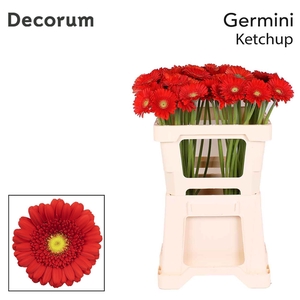 Germini Ketchup Water x60