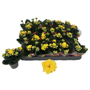 KAL GE RF RUTH stock