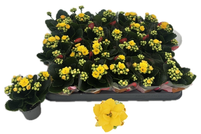 <h4>KAL GE RF RUTH stock</h4>