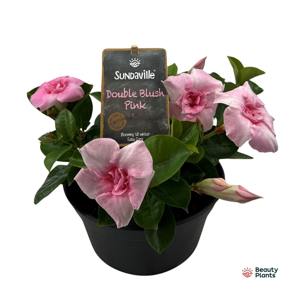 <h4>Mandevilla Sundaville Double Blush Pink Bowl (Dipladenia)</h4>