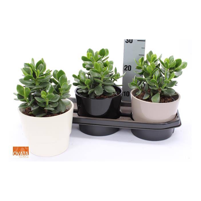 <h4>Crassula Ovata Hulk 14Ø 25cm</h4>