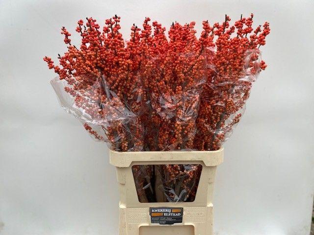 <h4>ILEX VE WINTER GOLD</h4>