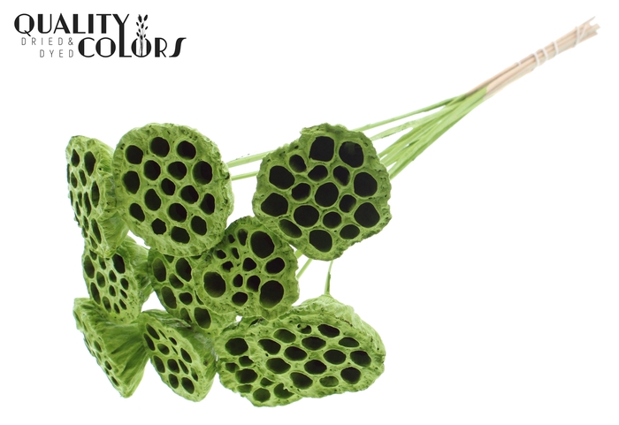 Lotus 5-7cm on stem Covered Light Green