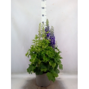 Delphinium   ...