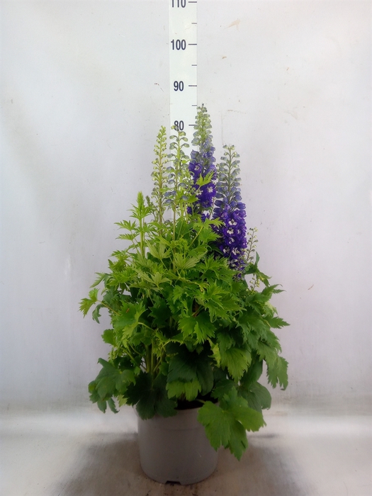 <h4>Delphinium   ...</h4>