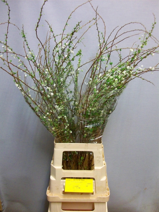 <h4>SPIR PRUN PLENA</h4>