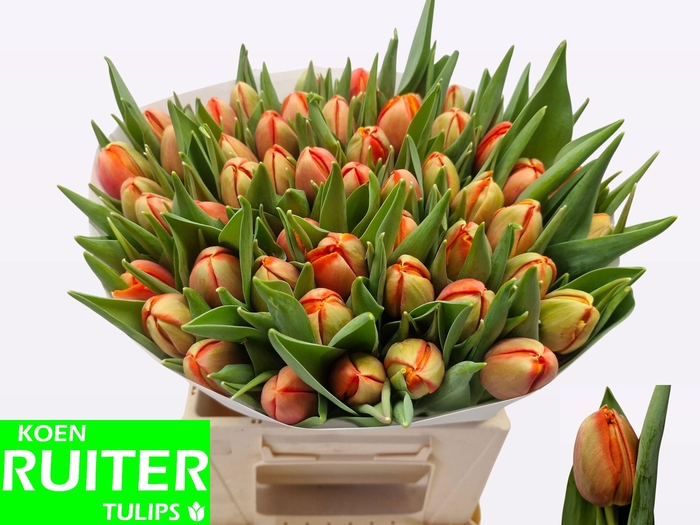 <h4>TU DU TERMINATOR</h4>